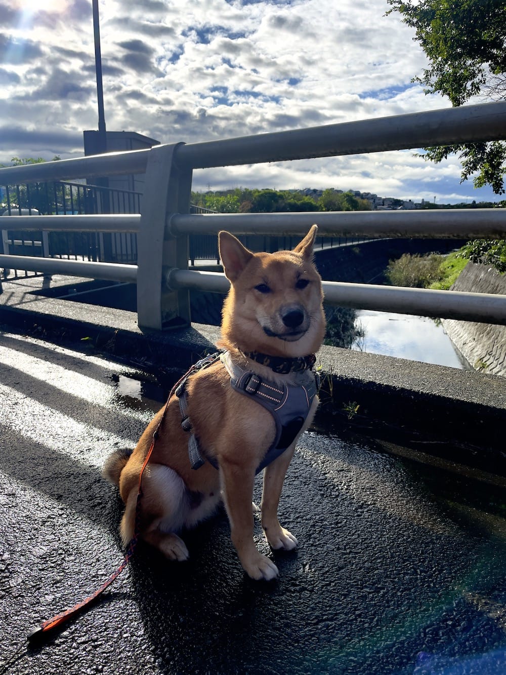 Photo of Maru the Shiba at 11 Months