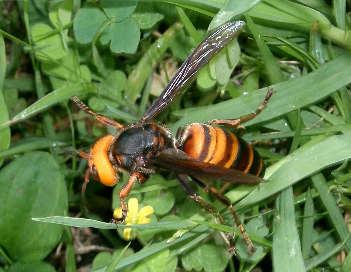 kenpei-vespa_mandarinia_japonica image